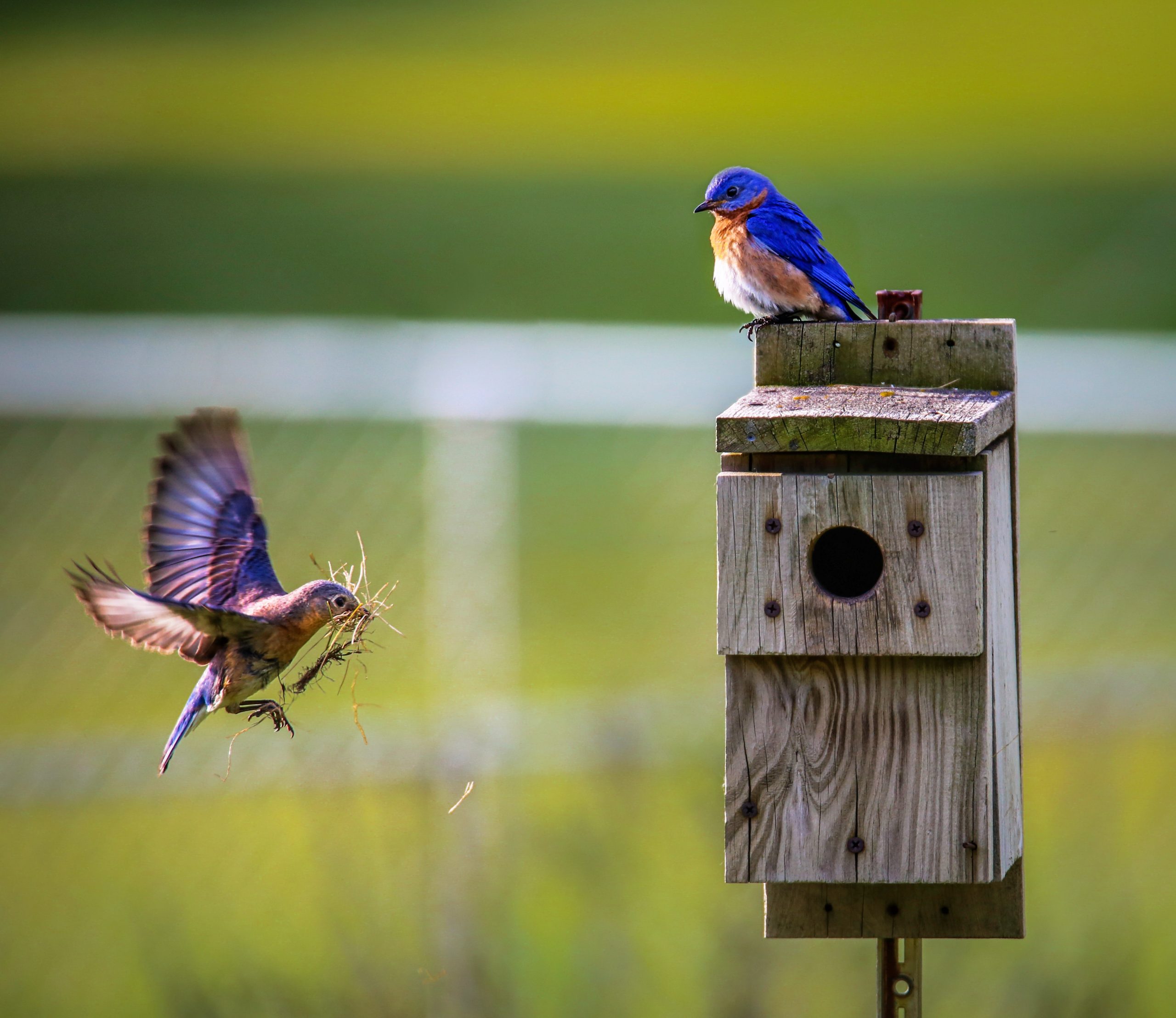 blue birds build nest