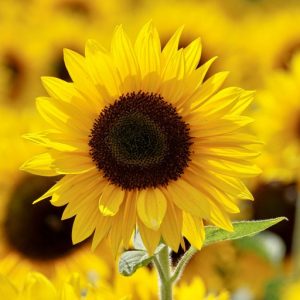 yellow-sunflower-field