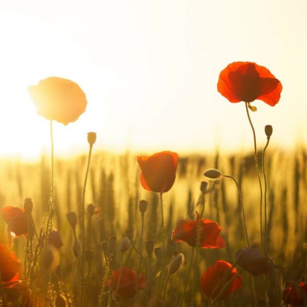 sunset-meadow-flowers