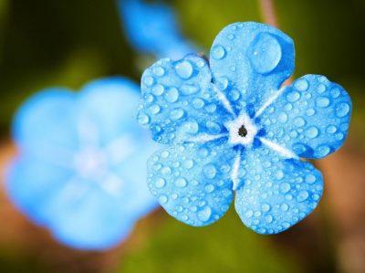 Portrait-Blue-Flower