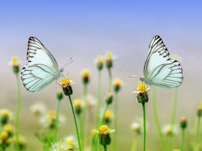 Portrait-Butterflies-Flowers