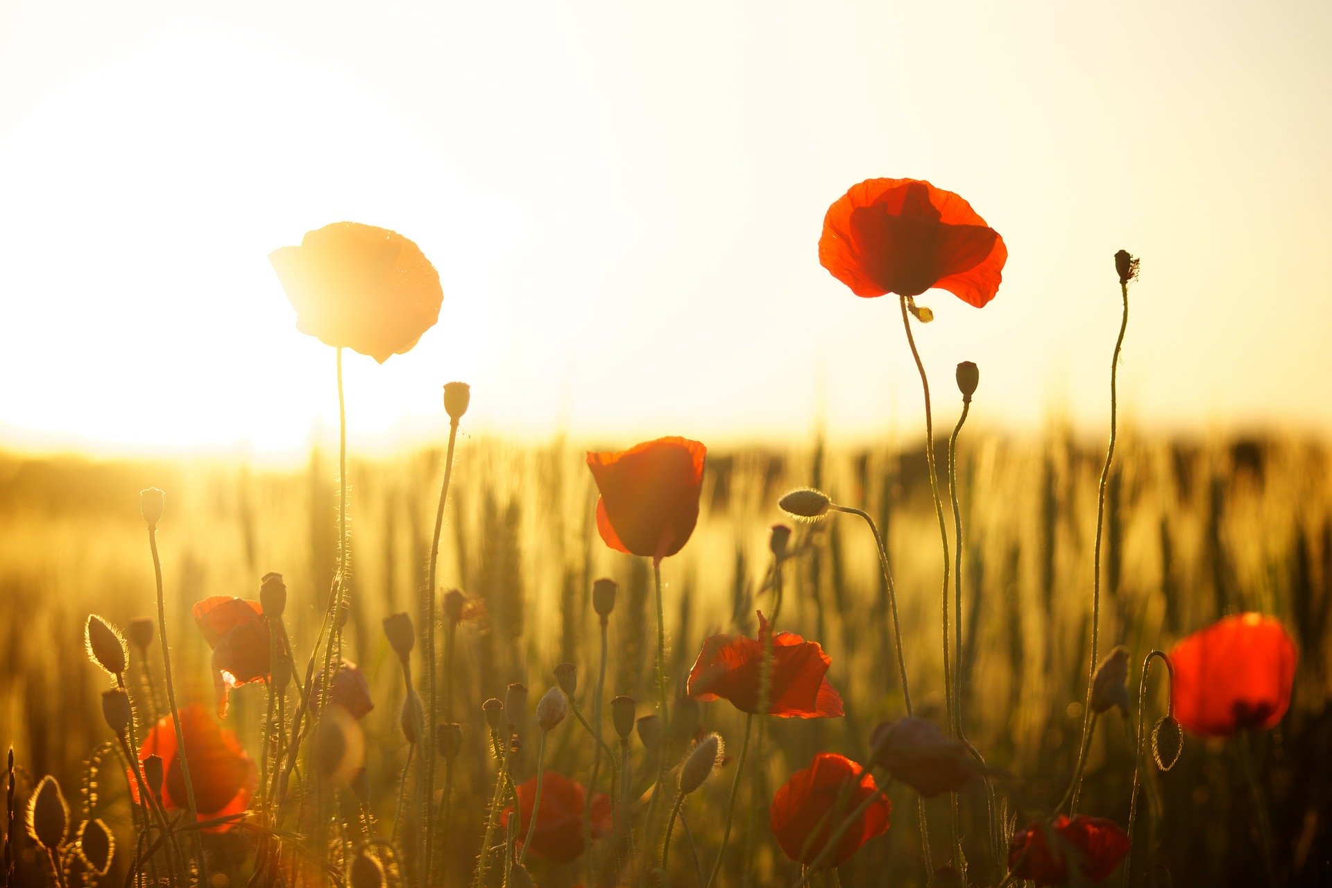 sunset-meadow-flowers