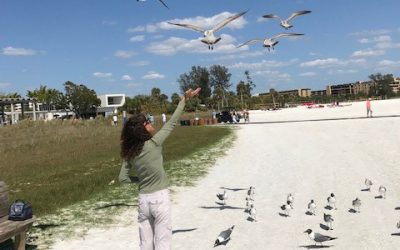 Sarasota Beach with Seagulls