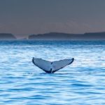 whale tail in blue water and landscape
