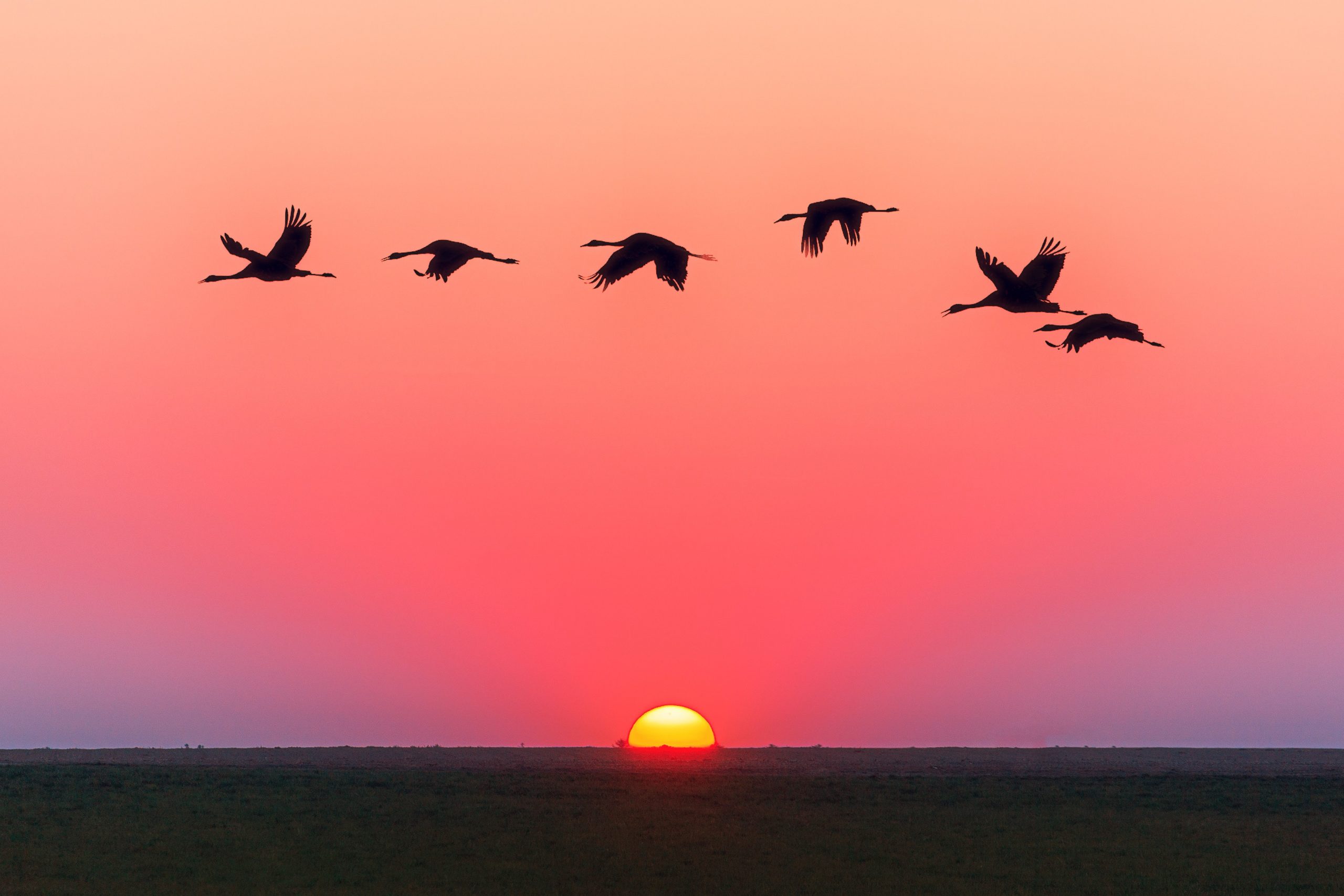 birds flying at sunrise