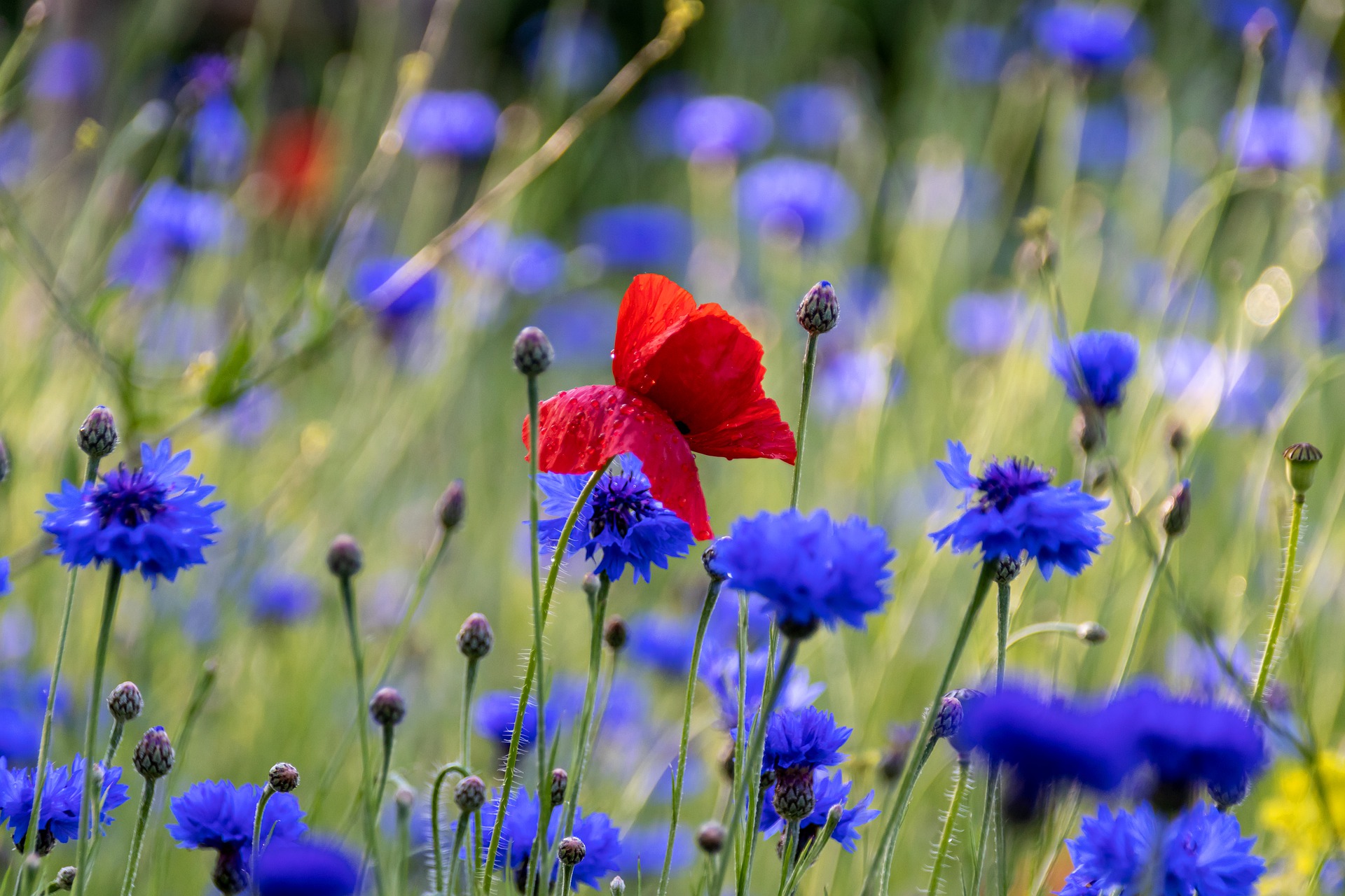 red poppy in white flower field