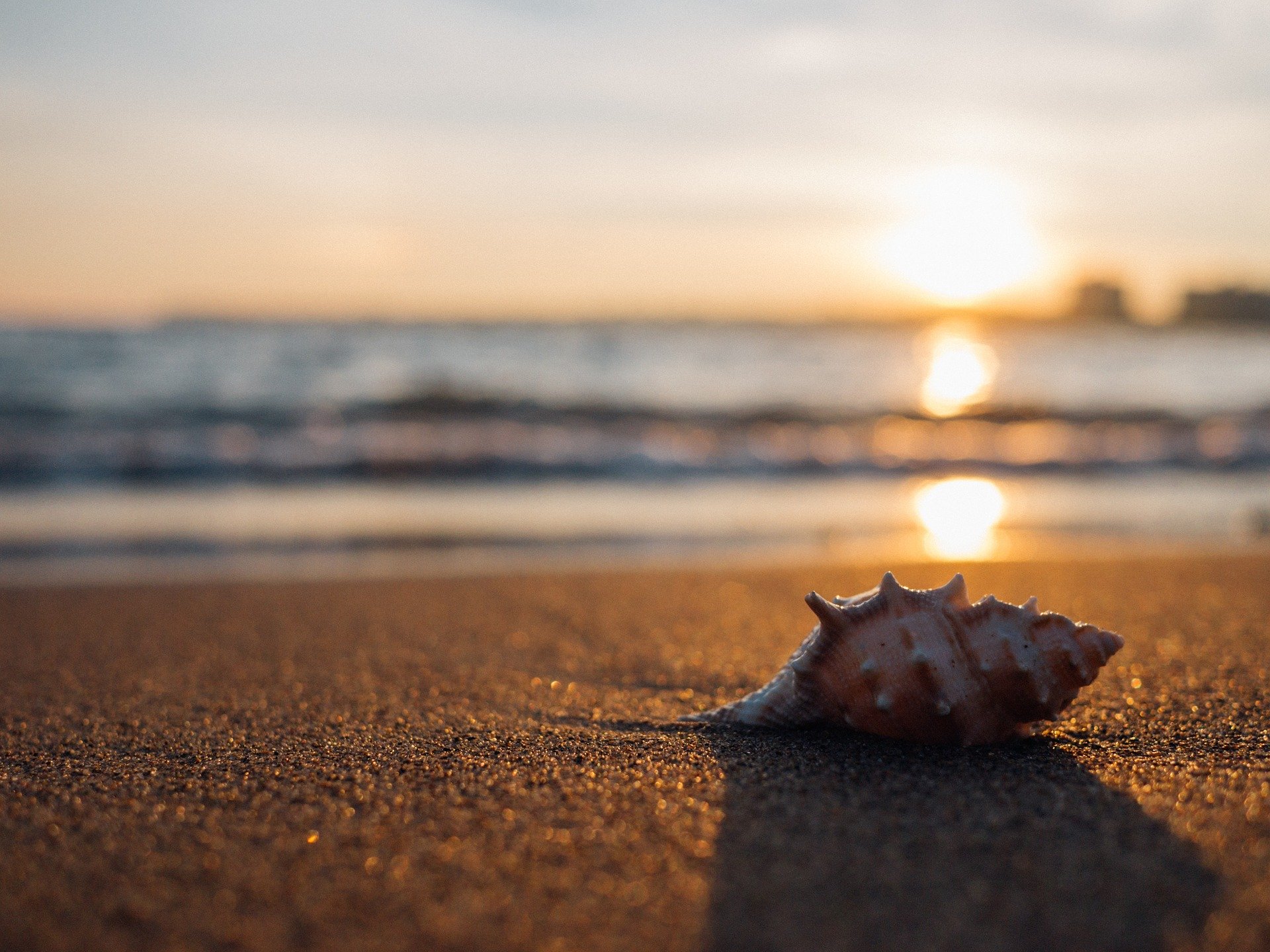 seashell on the beach