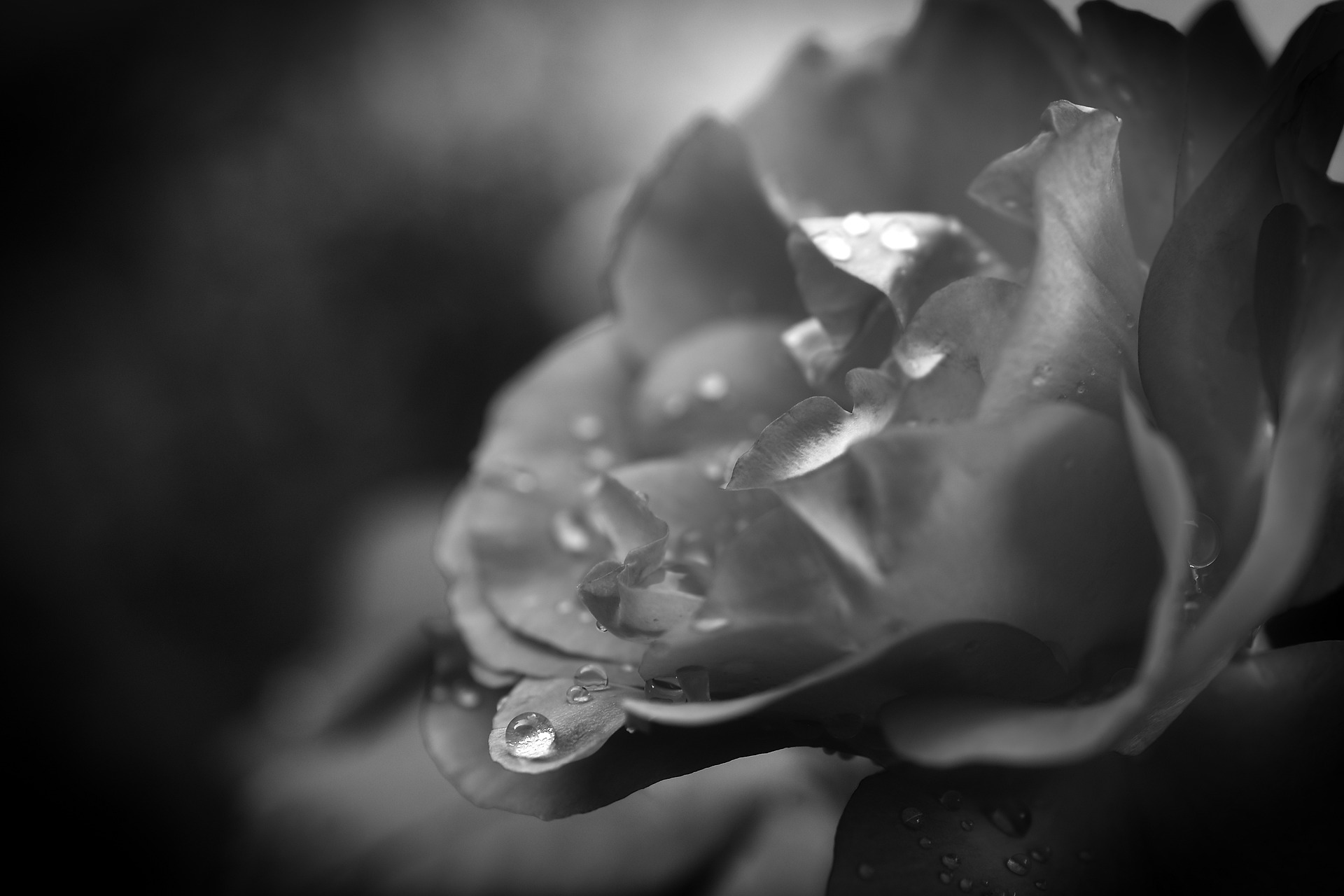 drop-of-water-on rose